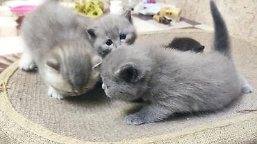 pisik cinsleri: Şotland yastı qulaq, Dişi, Pulsuz çatdırılma — 3