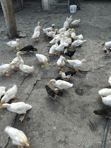 lal ördək balasi: Məhsul: Ordey 2 ayliq yalniz ag rengli olanlar satilir. 1-i 6 azn Tek — 2