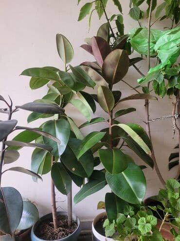 фикус дельтовидный: Allah xeyir versin. Real alici narahat elesin — 3