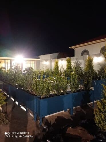 otaq bitkisi: Dibçək güldanlar. Dipçəklər bir başa sexdən.Sex qiymətinə. ♦️Endrim — 9