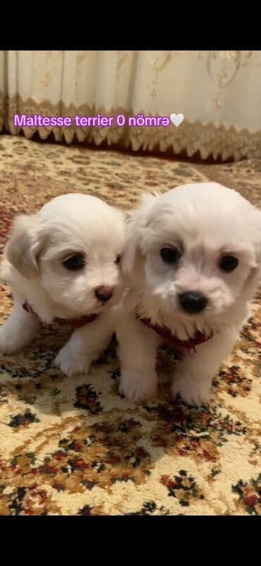 Malta bolonka, Dişi lalafo.az -da Malta bolonka, Dişi