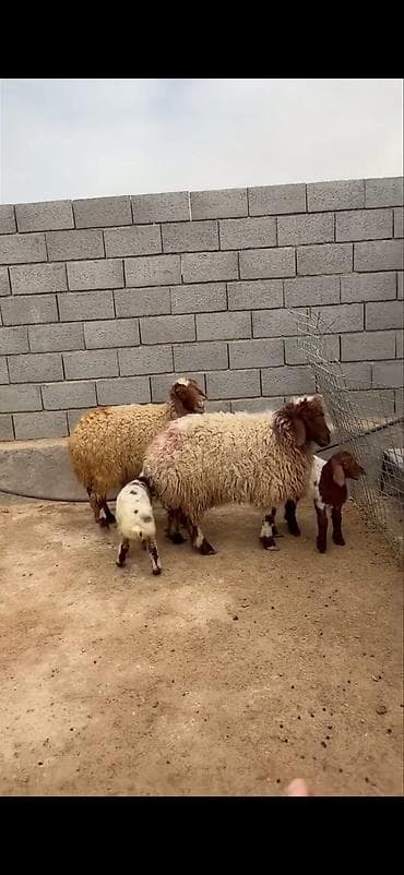 heyvan sahibləndirmə: Mal-qara: ana qoyunlar və quzular Təsvir: - Qapalı həyətdə saxlanılan — 8