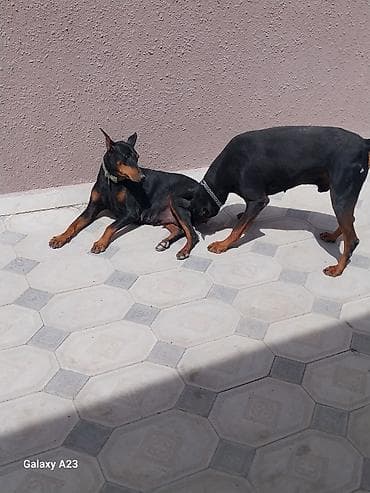 Doberman