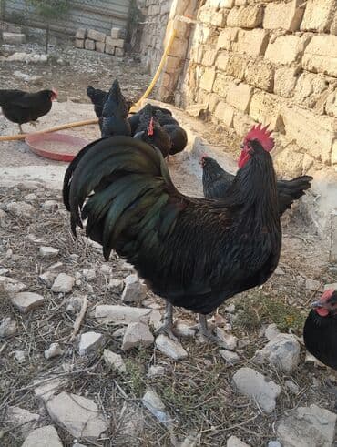 cins ineklerin satisi: Temiz qan avstrolop cuce ve yumurta satisi edilir.Sekilde gorduyunuz — 2