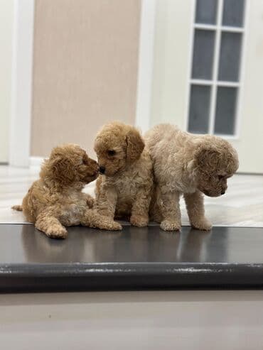 Gəmiricilər: Pudel, 2 ay, Peyvəndli — 1