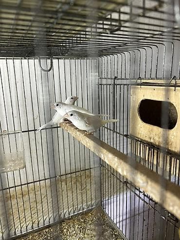 Digər heyvanlar: Ağ benqallar. Azərbaycanda az olan quşlardır. 1 cütü 50 azn. 8 cüt var — 5