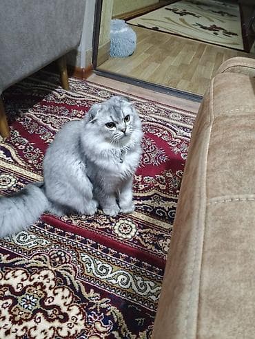 pişik latoku: Şotland uzun tüklü — 1