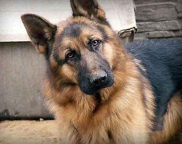 Alman çoban iti lalafo.az -da Alman çoban iti