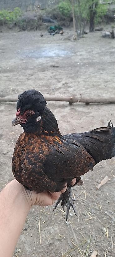 cins atlar: Toyuq, Damazlıq — 1