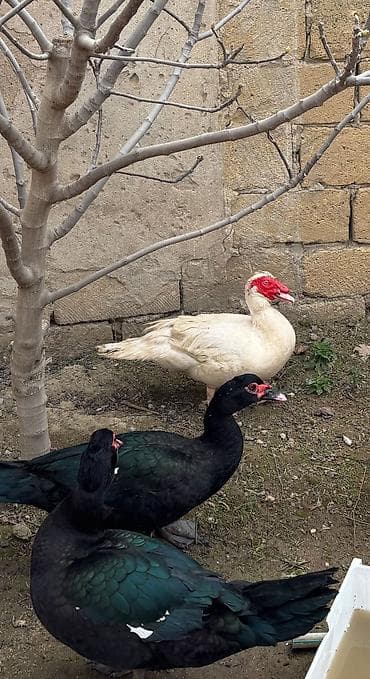 Heyvanlar: Barter var. ünvan şüvəlan — 4