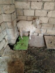 Inəklər, öküzlər: Başlıq: Erkey cepisdi super cepisdi Təsvir: - Erkək keçi - Ağ rəng — 3