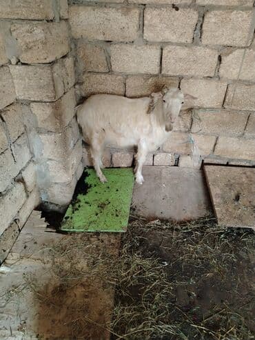 Inəklər, öküzlər: Erkey cepis kok cepisdi dam maldi — 1