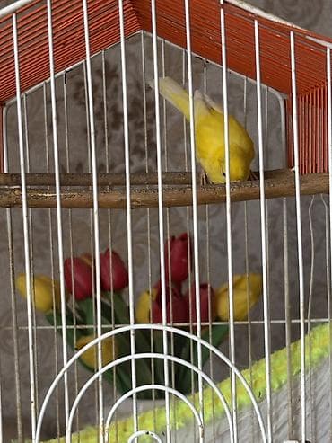 lalafo quşlar: 1 il 2 aylıq maya bülbüldür.Tam sağlamdır,cütə hazırdır — 2