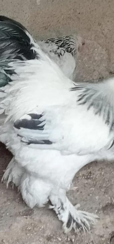 брама: Braun təsərrüfatda saxlanılan ağ-qara rəngli xoruz (çoxehtimal Brahma — 2
