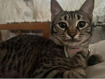 ev heyvani: Tabbi, Yaxşı əllərə — 2