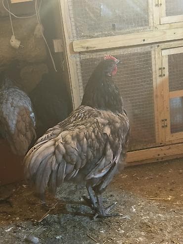 coban iti satilir: Məhsul: Safqan xoruzlar Təsvir: - Şəkillərdə müxtəlif rəngli, iri — 5