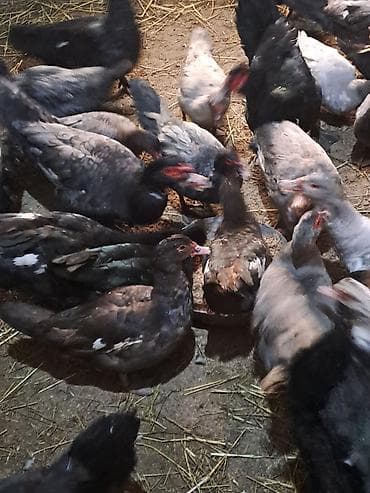 Balıqlar: 60 dənə cins lal ördək satılır — 1