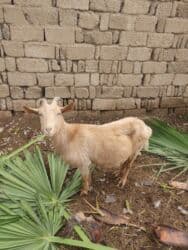 Коровы, быки: Самка, Alpine, Zanen, лет: 2, Для разведения, Для молока, Самовывоз — 1