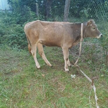 toyuq ucun yem qablari: Salam öz inəyimdi yanındada balası bir yerdə satılır alverci deyiləm — 10