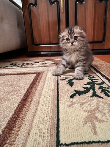 mingəcevir pişik: Şotland yastı qulaq — 6