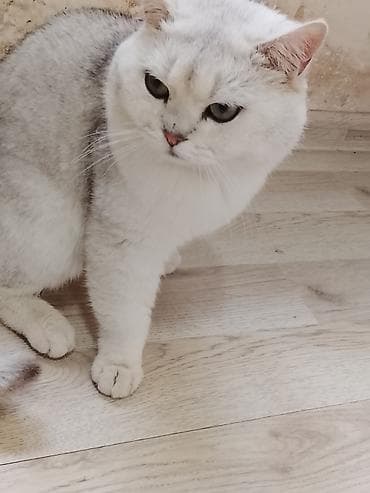 cutlesdirmek ucun pisik: Britan — 9