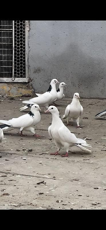 Iki cüt quşdan törənmədir. Bir quşxananın quşlardır. Köhnə