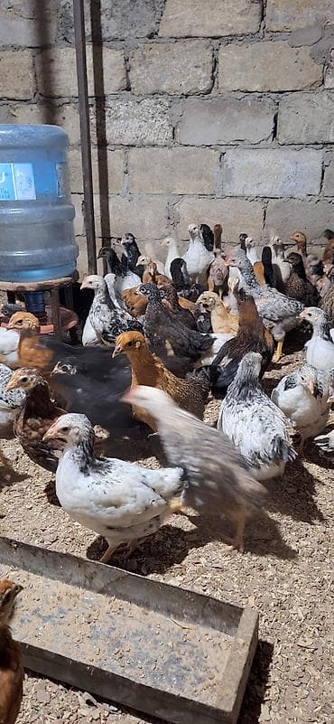 heyvan per page 40: Toyuq, Damazlıq, Pulsuz çatdırılma, Ödənişli çatdırılma — 4