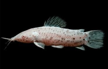 haski bala: Akvaryum üçün “Tam Başlanğıc Dəsti” – evdə balıq saxlamağa başlamaq — 7