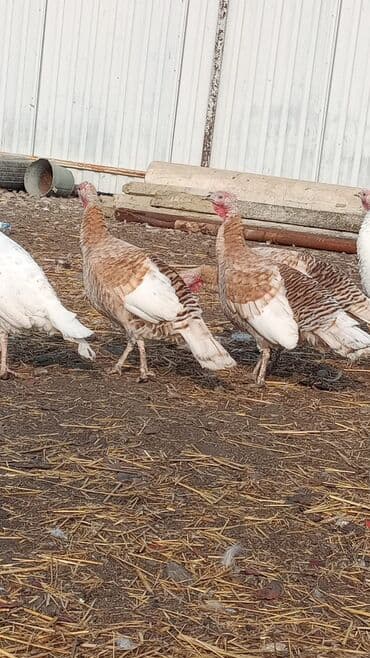 cins ineklerin qiymeti: KƏSİLİB TƏMİZLƏNMİS İNDUSKALAR FƏRƏSİ DƏ VAR XORUZUDA — 3