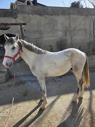 Животные: Самец, лет: 2 — 1