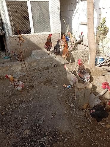 Hinduşkalar: Toyuq, Yumurtalıq, Ünvandan götürmə — 3