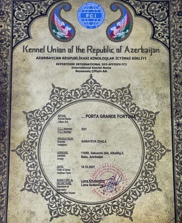 хомяк цены: Кане-корсо, 3 месяца, Самец, С родословной — 9