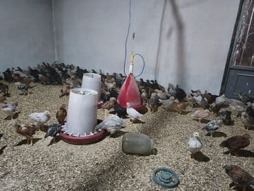 tap.az heyvanlar qusar: Toyuq cücələri, Ətlik — 3