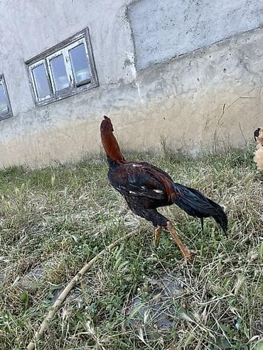 ördək balası və cücə: Xoruz, Heyratı, il: <1, Ünvandan götürmə — 1