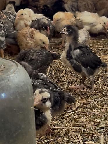 diri qoyun satisi: Toyuq cücələri, Ətlik, Ödənişli çatdırılma — 2