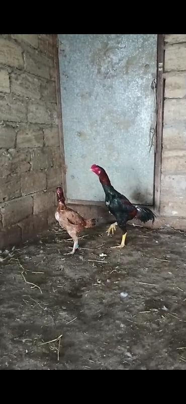 balakən heyvan satisi: SATILIR- HEYRATI - CÜT - 7- AYLIĞDILAR-QİYMƏT CÜTÜNƏ AYİDİR — 1