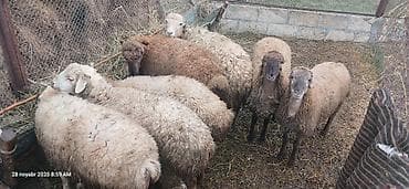 Bordax quzular satilir 2 disi 4 erkek razilasma olacaq