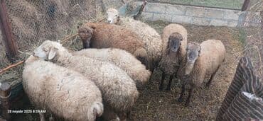 quş yuvası düzəltmək: Erkək, il: 1, 35 kq, Ətlik, Ünvandan götürmə — 1