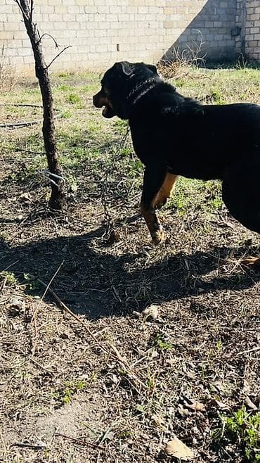 dişi xaski: Rotveyler, 7 ay, Erkek, Ünvandan götürmə — 5