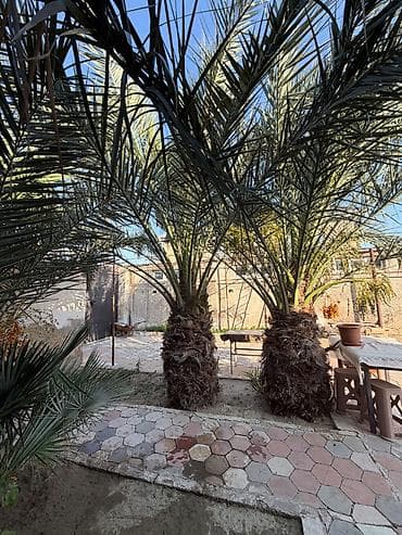 3 ədəd xurma və 1 ədəd palma ağacı satılır. Xurmaların 2-si bar verir — 4
