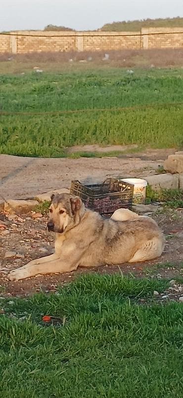 it damlari: Qurdbasar, 2 il, Dişi, Peyvəndli, Ödənişli çatdırılma — 4