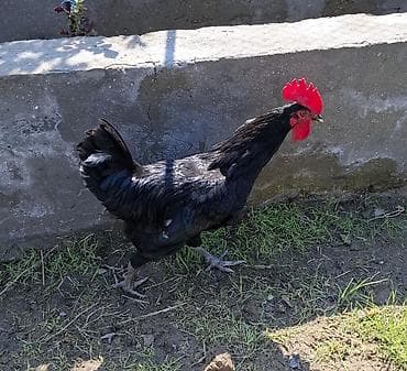 Qara rəngli xoruz temiz afstrolop cavn 4ay - Rəng: tam qara, metallik