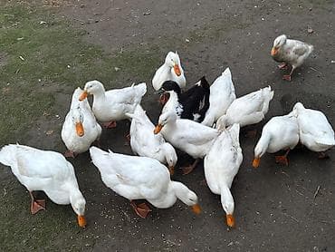 Mürəbbələr: ✔️Mayalı ördək yumurtası satılır❗️0,60 qəp❗️ Kənd şəraitində — 7