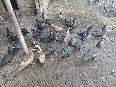 Zümrüdü və krasnadar qarışıq lal ördəklər satılır . 25 dənə .tək -