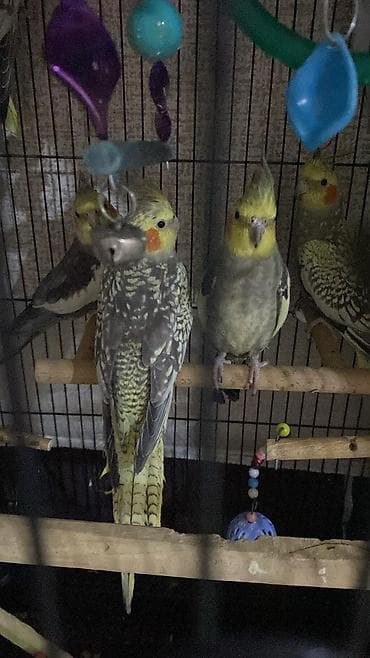 Heyvanlar üçün mallar: Cute hazir quslardir 7 ededir tek tek 30 manata toplu alan 25 manat — 3