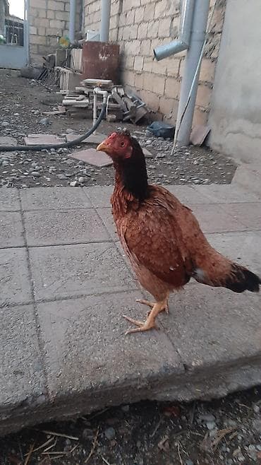 toyug fermasi: Toyuq, Yumurtalıq, Ödənişli çatdırılma — 4