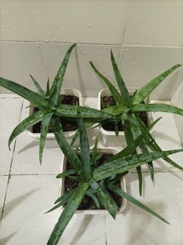 эпимедиумная паста чиро табобат мекунад: Aloe gülü.mualicevi — 6