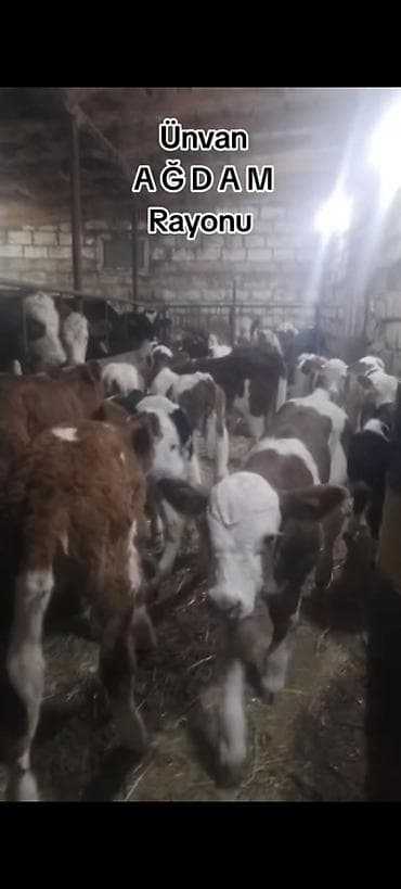 kok dana: Ünvan AĞDAM rayonu cins buzovlar Erkək Dişi qiymed Buzova gore deyiwir — 2