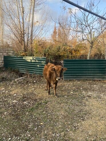 inək şves: Salam, 1ci inək 3cü qarın boğazdır 7 aylığ. İkinci inək, 1ci qarına — 8