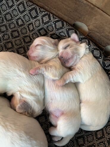 мейн кун купить в баку: Pekines, Ünvandan götürmə — 11